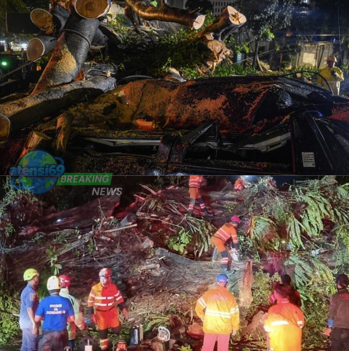 pohon tumbang di bogor