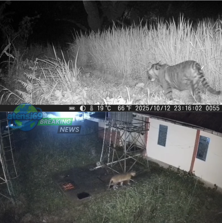 harimau Sumatera masuk kantor BRIN