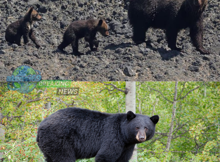 serangan beruang di jepang