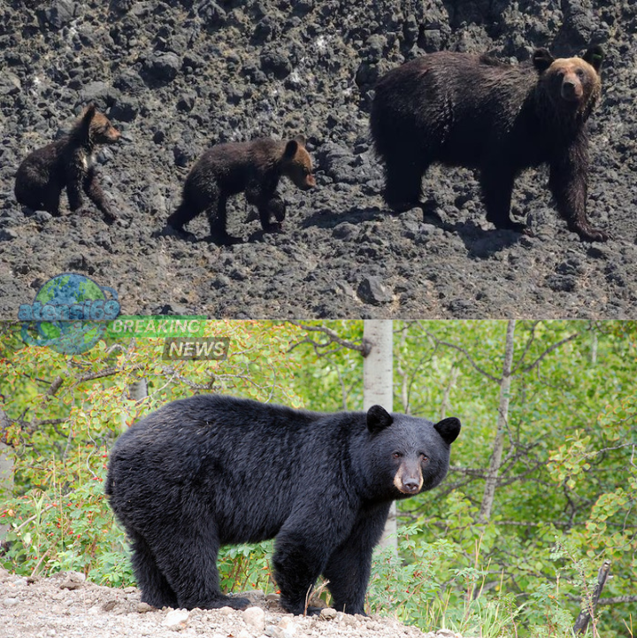 serangan beruang di jepang