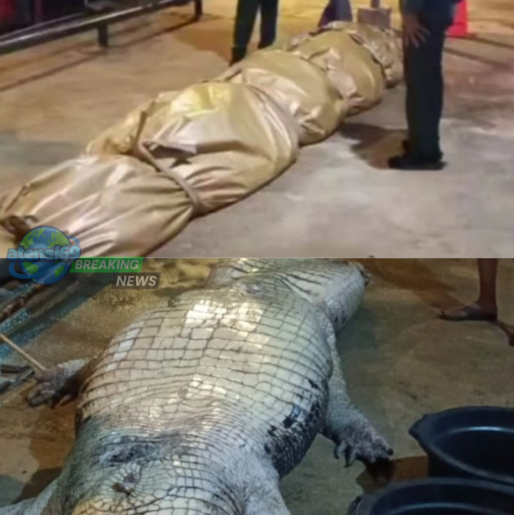 buaya raksasa mati di Riau
